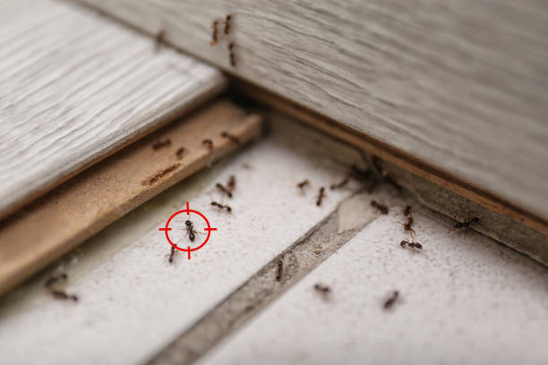 Flea Control Services in Jonesville, LA
