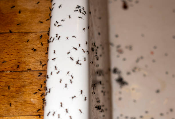 Best Affordable Pest Control Services  in Jonesville, LA
